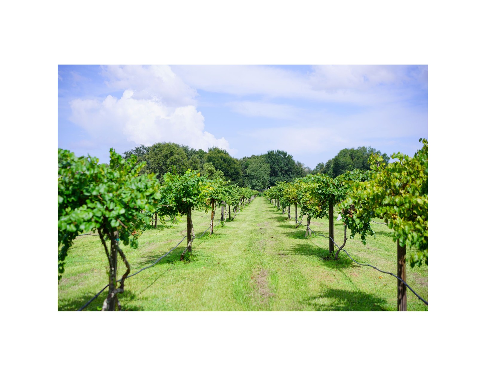 GATHER & GROW - Wild Botanicals: Native Plants & Muscadine Wine