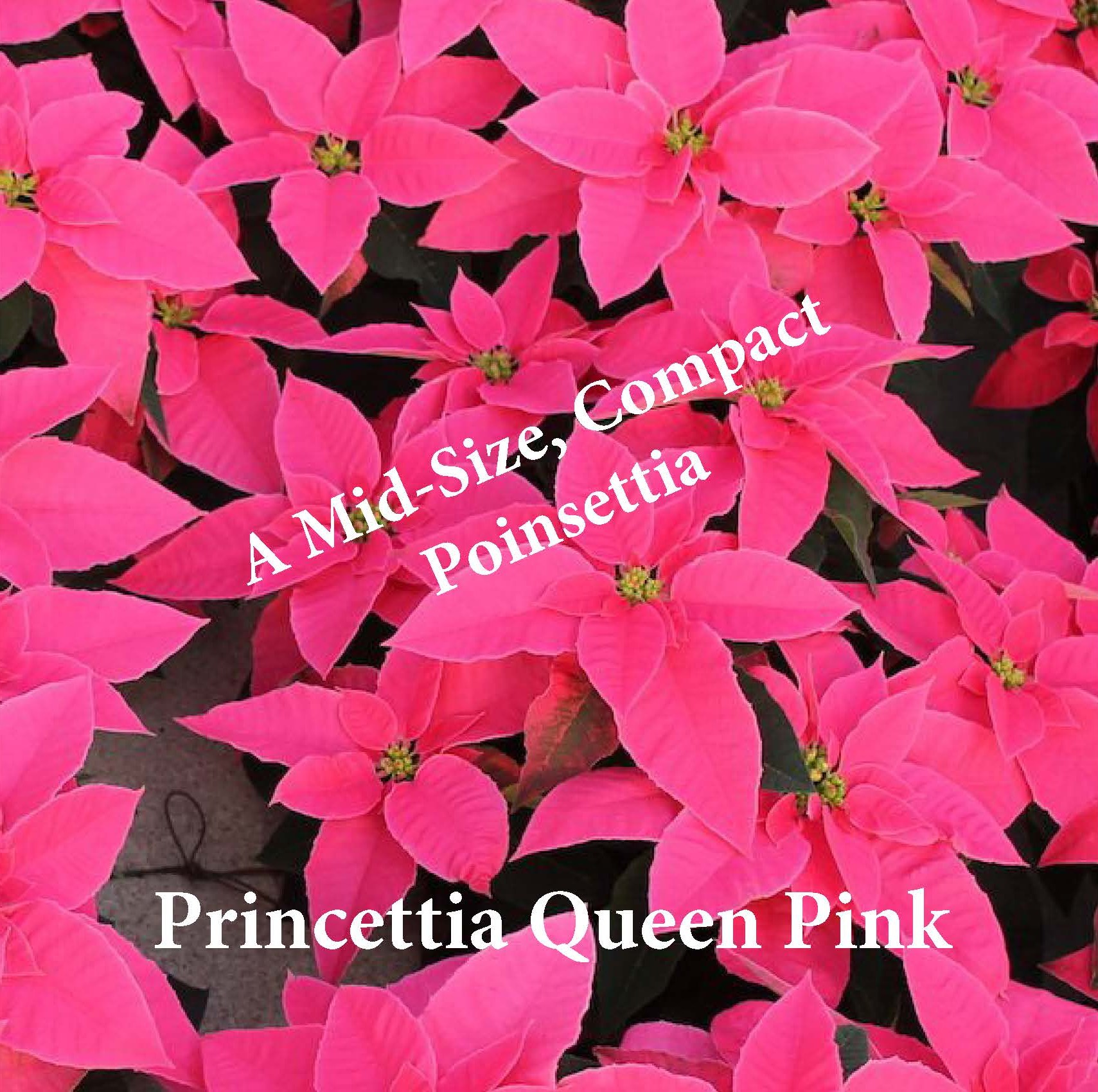 Poinsettias - Princettia Queen Pink