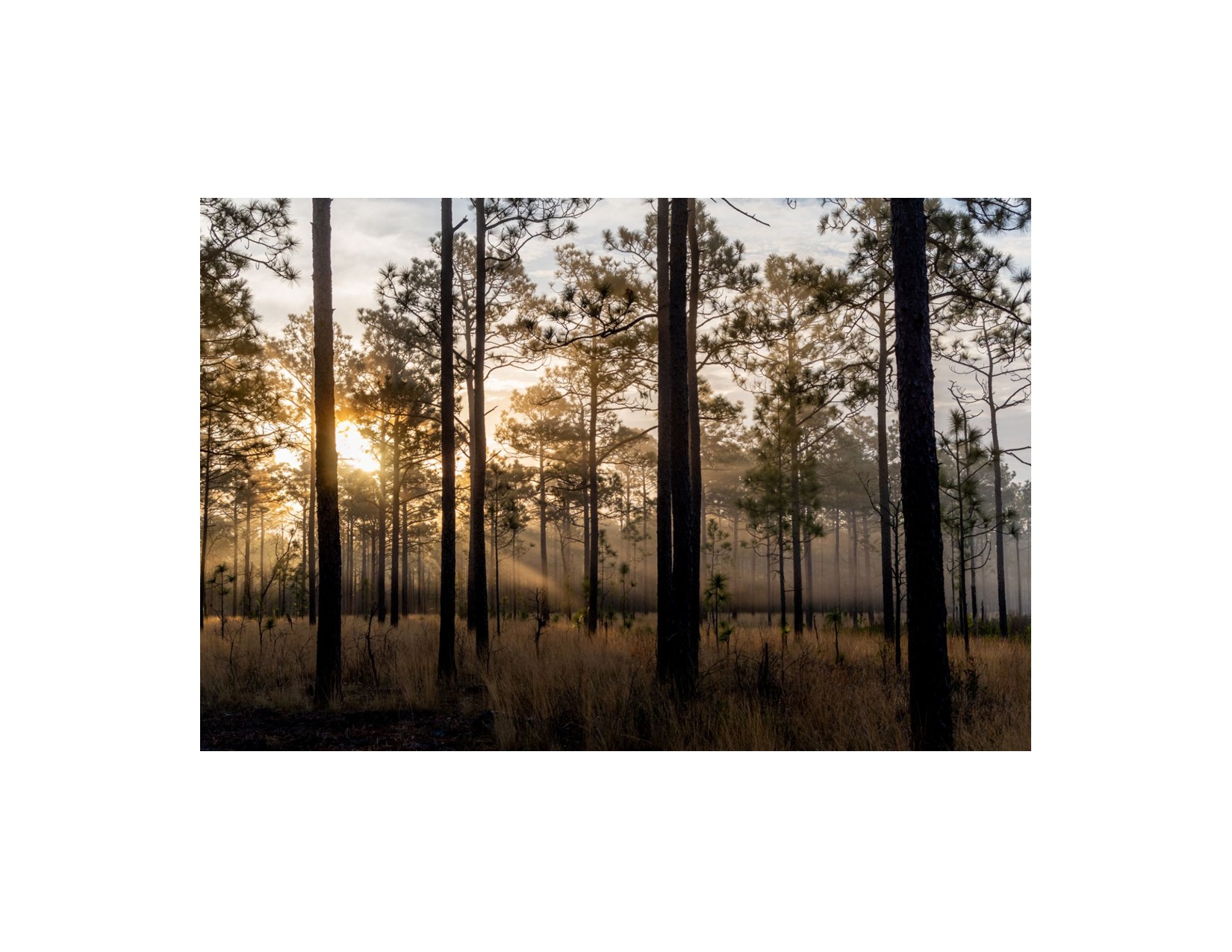 GATHER & GROW - Pines & Spirits: A Toast to Longleaf