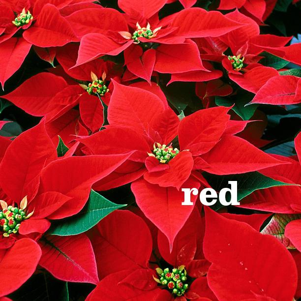 Poinsettias - Red
