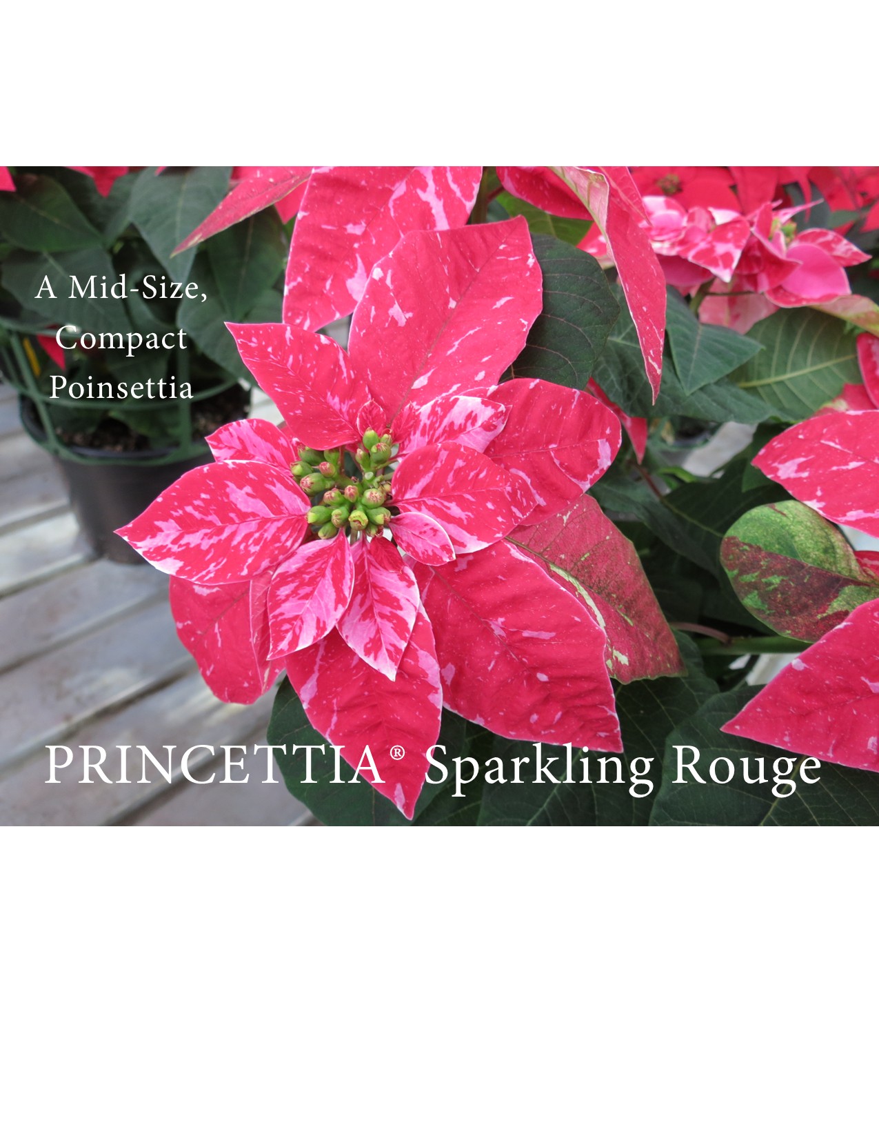 Poinsettias - PRINCETTIA&reg; Sparkling Rouge