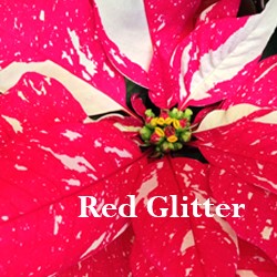Poinsettias - Red Glitter