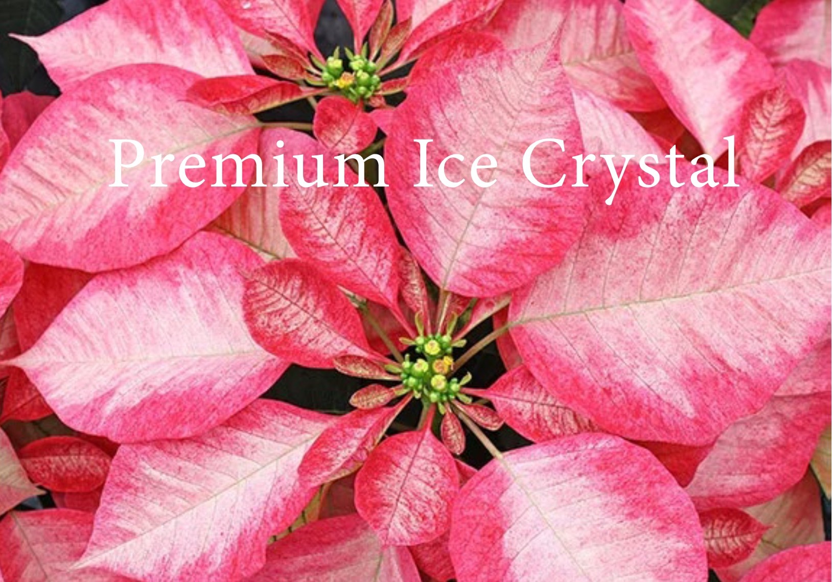 Poinsettias - Premium Ice Crystal