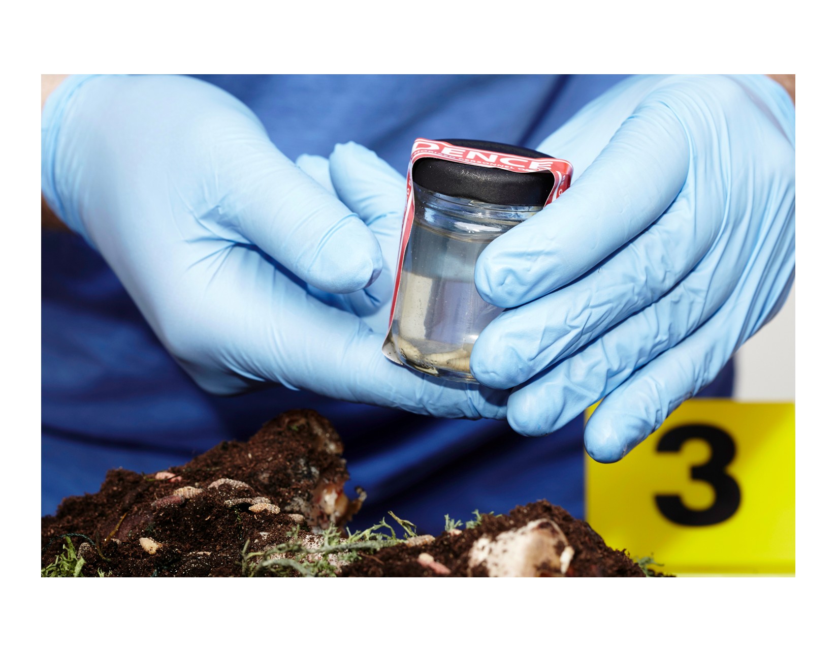 BRANCHING OUT - Decomposers & Detectives: A Foray into Forensic Entomology