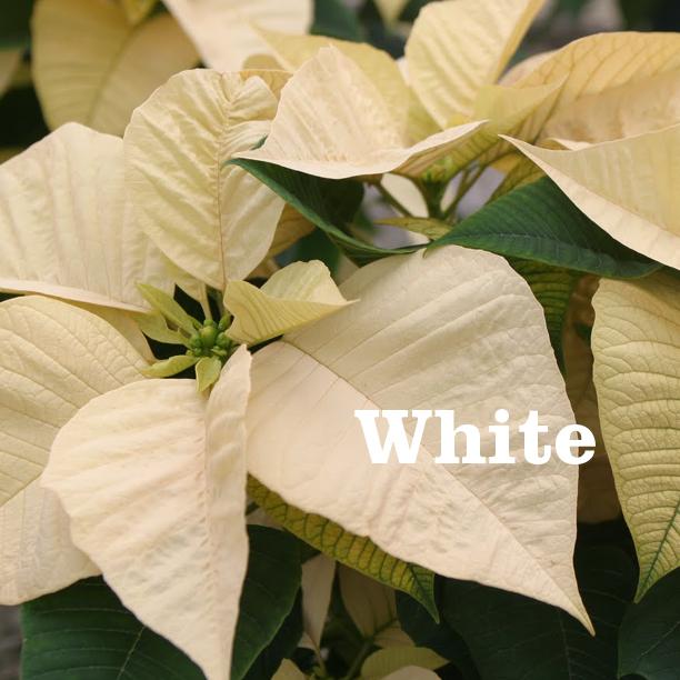 Poinsettias - White