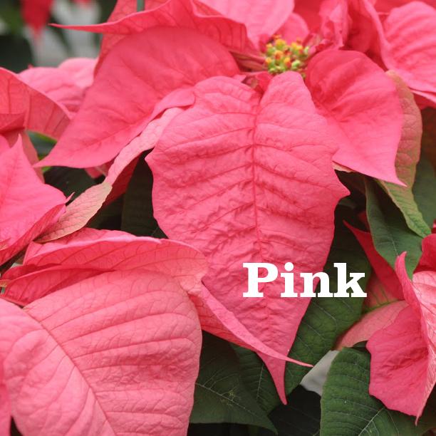Poinsettias - Pink