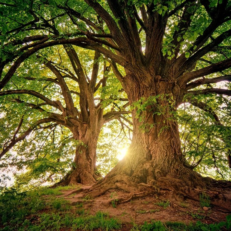 Tree Climbing and Crate Stacking Clinic - 3/25/2026 - 5-7pm