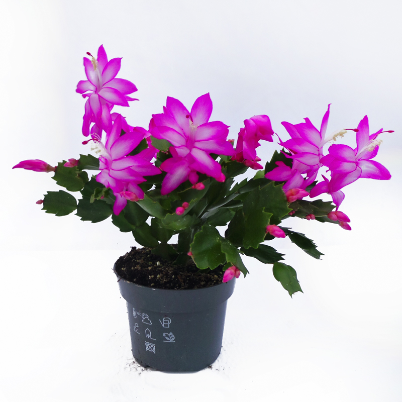 Christmas Cacti:  4" & 6"